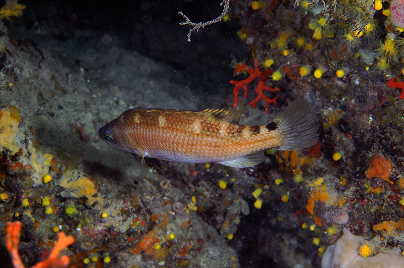 Acantholabrus palloni (Risso, 1810) - Livorno 10-07-16